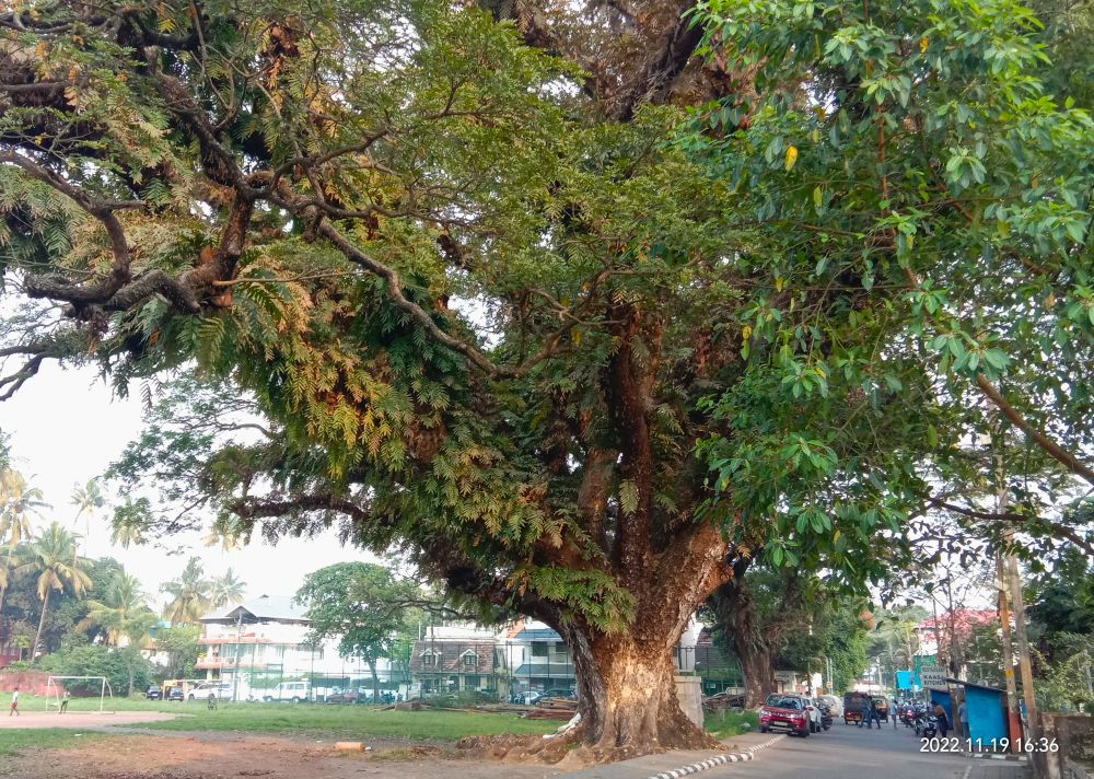 Voyage Kerala Inde du sud