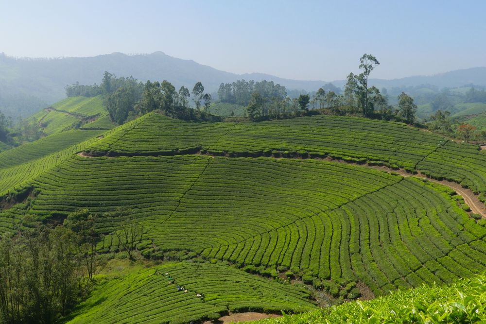 Voyage Kerala Inde du sud