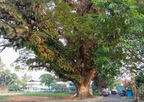 Voyage Kerala Inde du sud